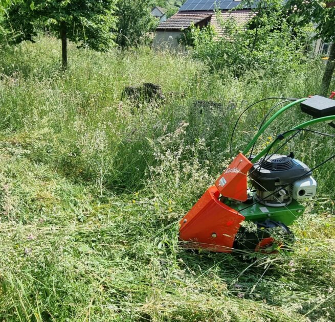 Blumenwiese Pflege
