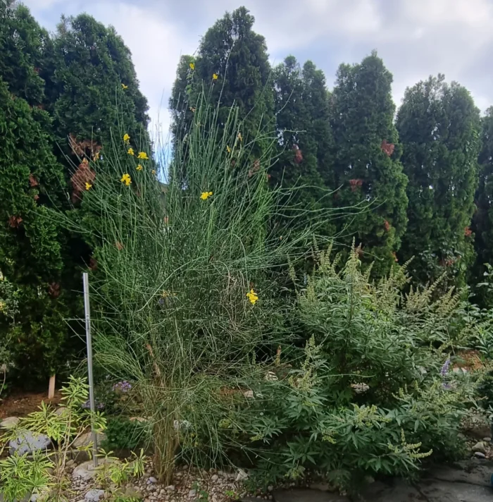 Lehmann Gartenbau (5)