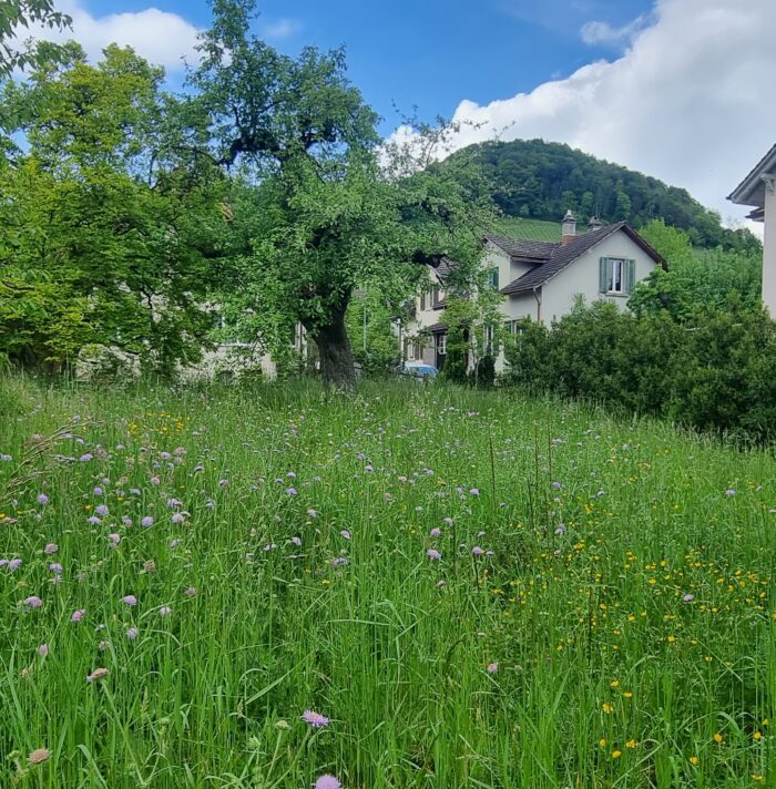Blumenwiese