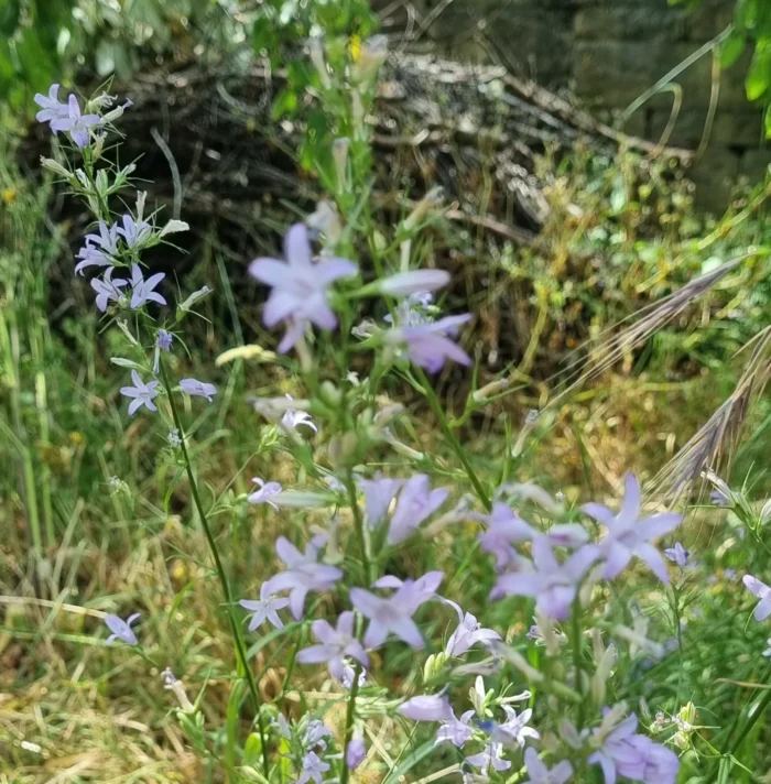 Blumenwiese- Glockenblume