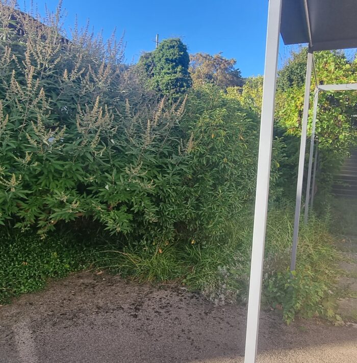 Eingangsbereich Naturgarten Mönchspfeffer