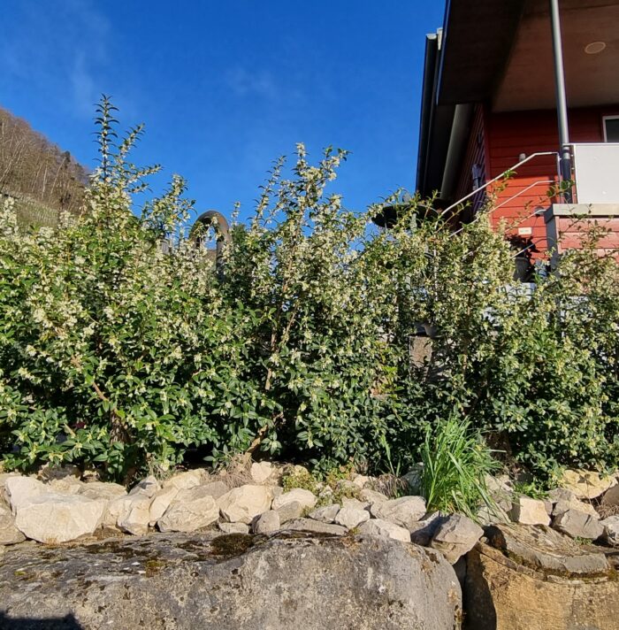 Hecke mit Duftblüte