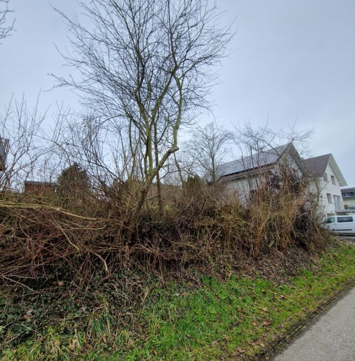 Wildheckenpflege(1)
